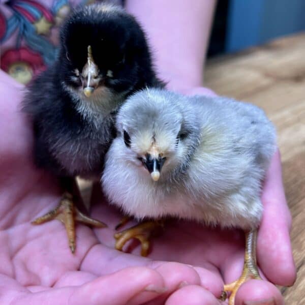 Backyard Rainbow Layers UNSEXED CHICKS