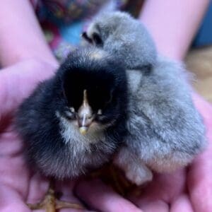 Alternative view of Backyard Rainbow Layers UNSEXED CHICKS