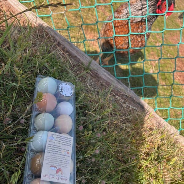Backyard Rainbow Layers Fertile Eggs - Image 3