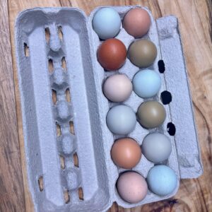 Backyard Rainbow Layers Fertile Eggs
