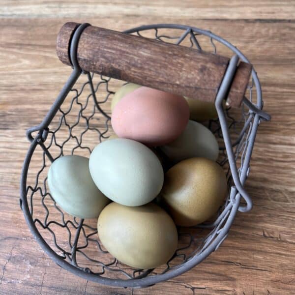 Backyard Rainbow Layers Fertile Eggs - Image 4