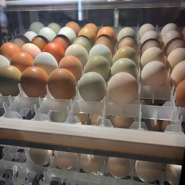 Backyard Rainbow Layers Fertile Eggs - Image 5